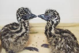 Emu chick